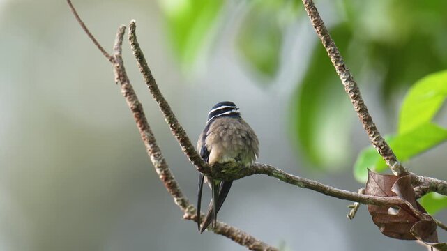 Whiskered Treeswift (Hemiprocne comata) mother bird incubates her young in a small nest on a branch.