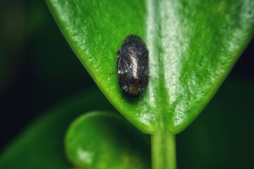 This is a macro photograph of a small, beetle-like insect resting on the surface of a vibrant green leaf.