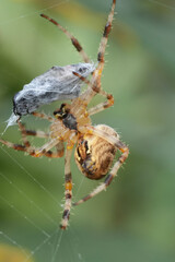 Closeup on a garden spider that ensnared its prey, a small hoverfly.