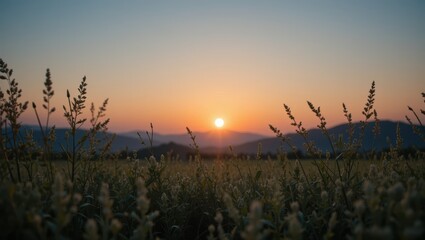 Obraz premium Golden Sunset Over Peaceful Field with Silhouetted Grass and Distant Mountains