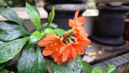 Radiant orange Firecracker Flowers (Crossandra infundibuliformis) display their cheerful blooms and fresh green leaves in a vibrant tropical close-up