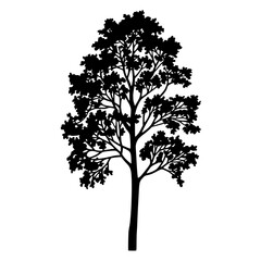 Elegant black silhouette of a leafy tree branches reaching skyward perfect for design