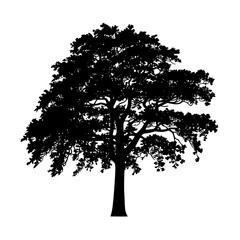 Majestic silhouette of a mature deciduous tree with full foliage symbolizing nature's enduring beauty and growth.