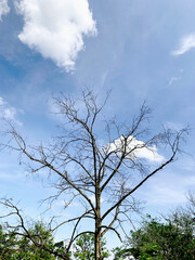 Lonely Leafless Tree Against Bright Blue Sky