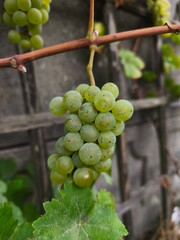 the fresh white grapevine fruits