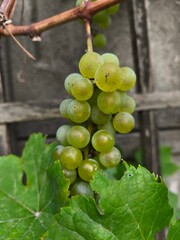 the fresh white grapevine fruits