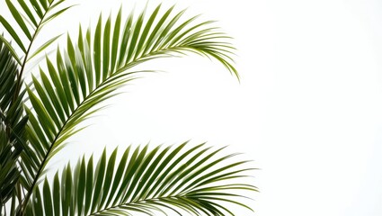 Obraz premium Lush Green Palm Leaves Against a Bright White Background Creating a Fresh and Tropical Atmosphere