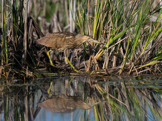 American Bittern foraging among Reeds in Wetland Habitat