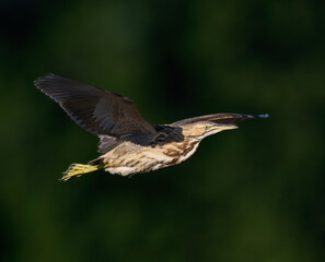 American Bittern in Flight Over Marshland on Green Background
