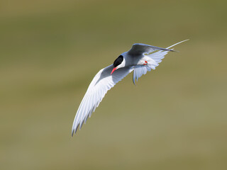 Arctic Tern in Flight Over Coastal Habitat