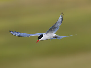 Arctic Tern Gliding with Outstretched Wings Over Green Meadow