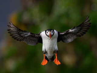 Atlantic Puffin in Flight with Outstretched Wings