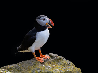 Fototapeta premium Atlantic Puffin Perched on Rocky Outcrop Against Dark Background