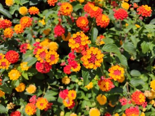 Close up macro colorful photo image lantana camara plant cloth of gold hedge flower weeping lantana white sage bush wallpaper background ultra hd high resolution perfect for campaign selective focus