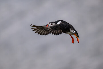 Puffin in Flight with Colorful Beak Against Soft Background