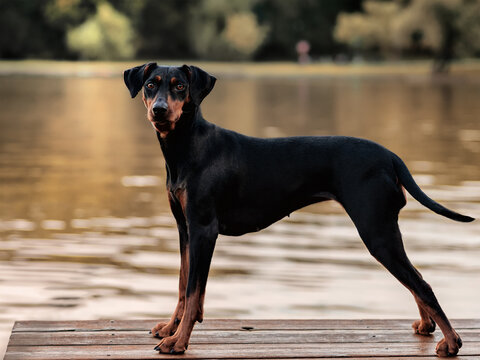 A German Pinscher dog, black and tan, stands on the bank of a pond