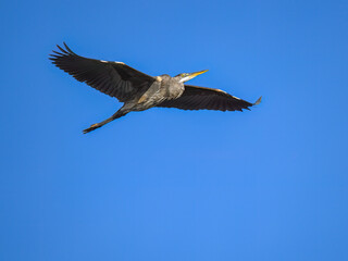 Great Blue Heron Flying Against Clear Blue Sky