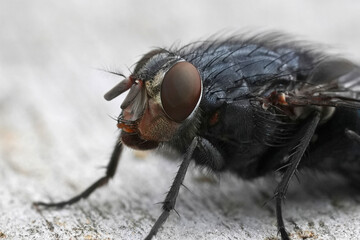 Detailed close-up of a common fly showcasing its compound eye and bristly body.