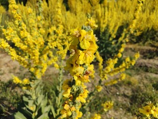 Beautiful horizontal image photo verbascum lychnitis mullein velvet plant yellow flowers close-up ultra hd high quality resolution background photography backdrop wallpaper perfect for campaigns 