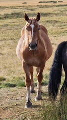 two horses in the field