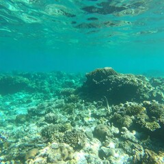 Fototapeta premium Underwater coral reef scene (2)