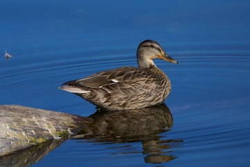 Ente auf einem Baumstumpf am Wasser