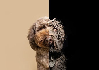 Portrait poodle dog before and after grooming. Isolated on black and beige background