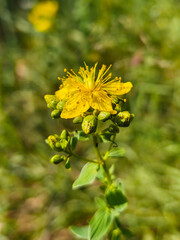 yellow flower on a blurred background