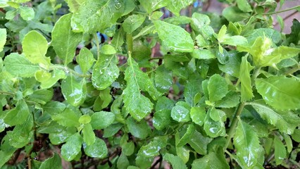 Aromatic Green Pluchea Indica (Indian Camphorweed) Leaf Close-Up: Highlighting its Texture and Medicinal Properties for Herbal Remedies and Botanical Illustrations