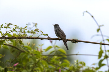 At Maharashtra’s Bhigwan, the Grey-bellied Cuckoo (Cacomantis passerinus) lingers like a song half-remembered, weaving.