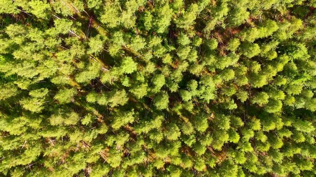 Vertical view of green birch trees growing in a regular pattern in summer in Sweden