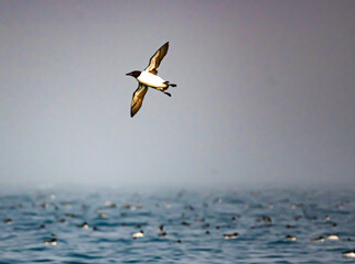 Brunnich’s guillemot in flight