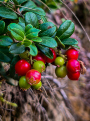 red berries on a branch