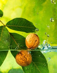Walnuts in water with splash