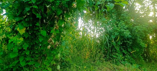 Lush green vegetation with sunlight filtering through the foliage