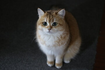 Ginger cat with white chest, resting peacefully on dark gray surface, radiating feline elegance and soft, tranquil beauty