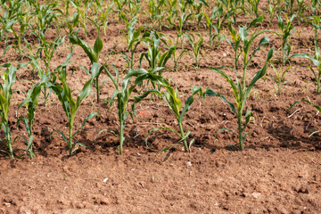 A field of corn is shown in the image