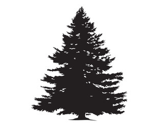 Conifer evergreen tree silhouette design in natural vector artwork