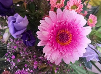 Obraz premium Pinkfarbene Dahlienblüte