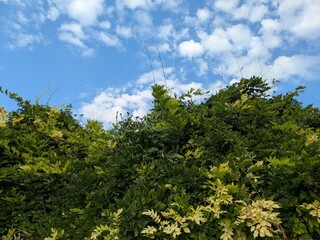 Густая зеленая ограда с цветущими растениями на фоне облачного неба