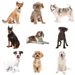 Fototapeta premium Cute dogs of different breeds isolated on white, collage