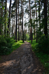 Fototapeta premium Path through a sunlit forest, with tall trees and dappled light vertical
