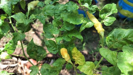 Close-up of small, tender chili peppers emerging on a plant, highlighting the potential of a future...