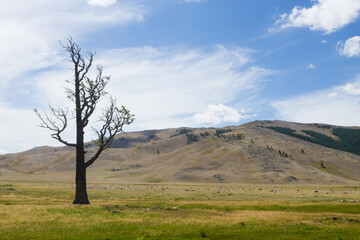 Landscape from Altai Tavan Bogd National Park, Mongolia