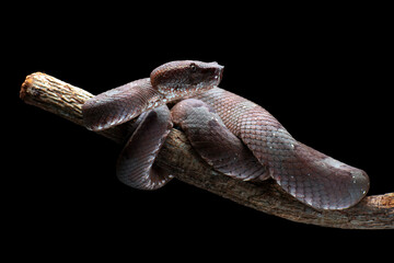Close-up of viper on tree, Mangrove pit viper on a tree branch
