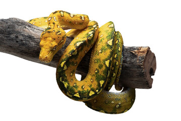 Close up of a green tree python