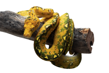 Close up of a green tree python