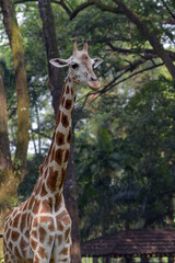 Close-up of a giraffe in front of some green trees, giraffes in front of green trees, Giraffe looking at camera
