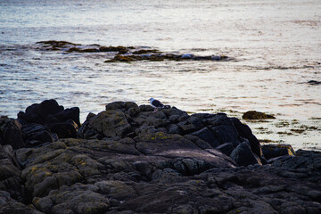 Seagull Resting on Coastal Rocks by the Ocean in Iceland