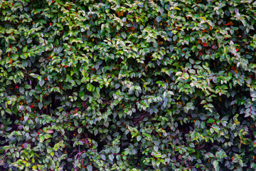 Green Leaves Foliage Texture Natural Background